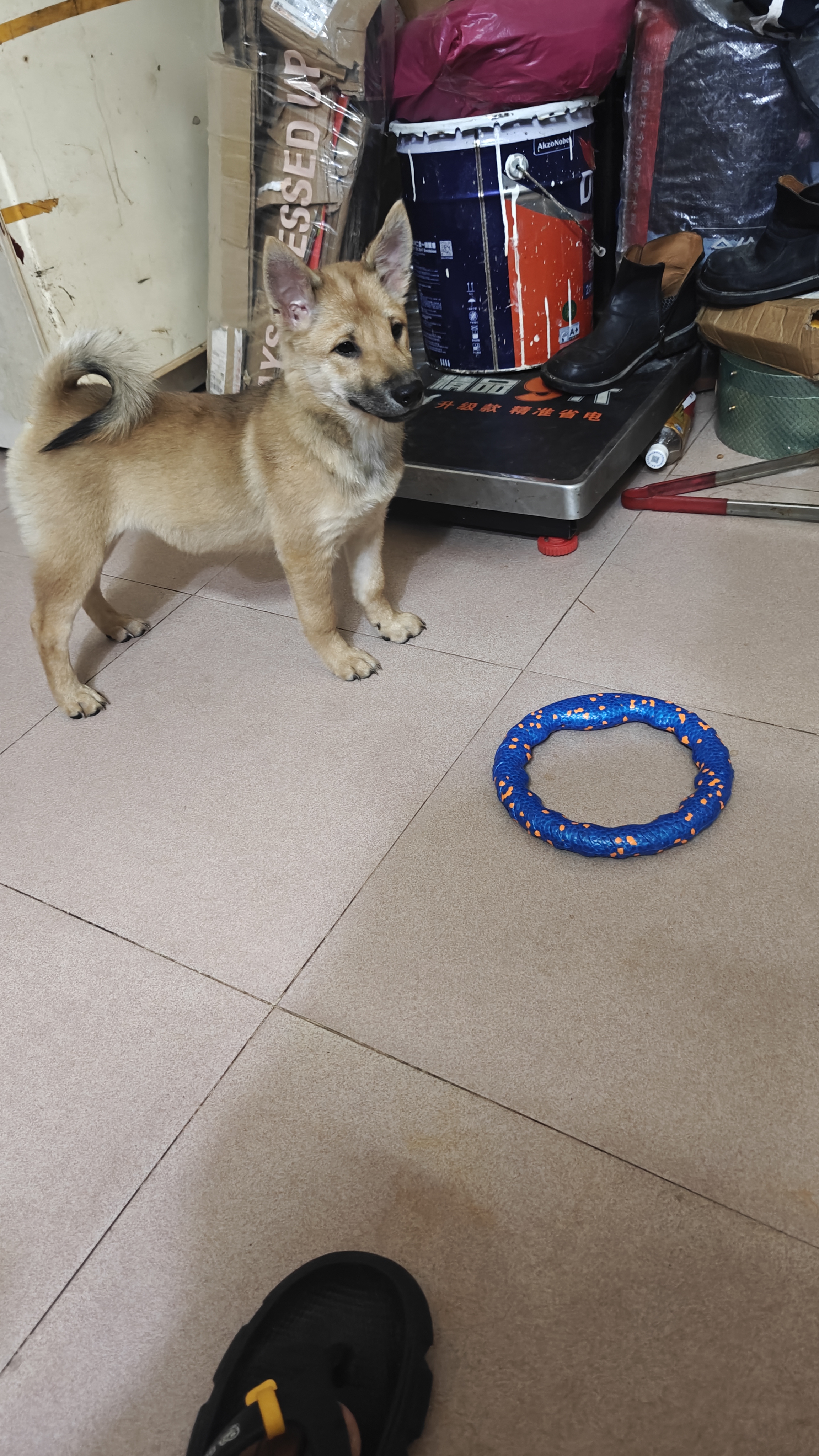 五黑的种，舌头全部黑，基因五黑的种，以后有机会是五黑，